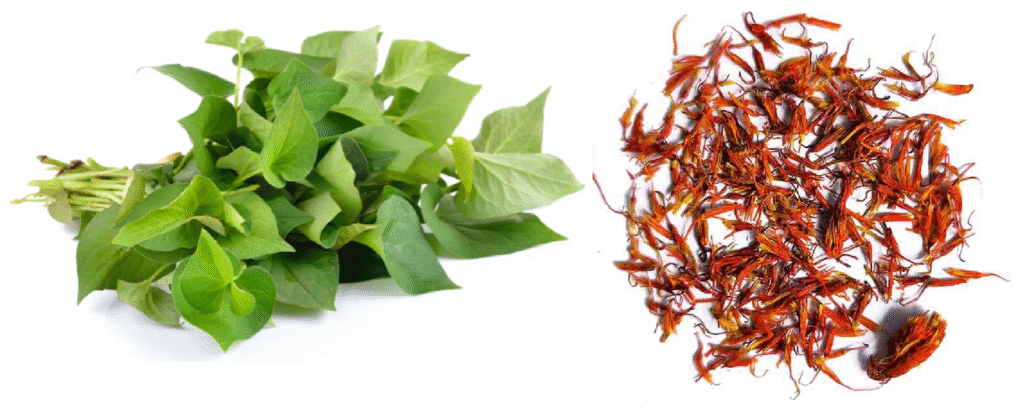 Suy giãn tĩnh mạch