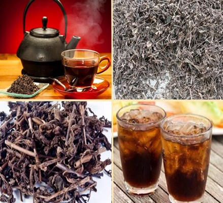 cây Nhân Trần