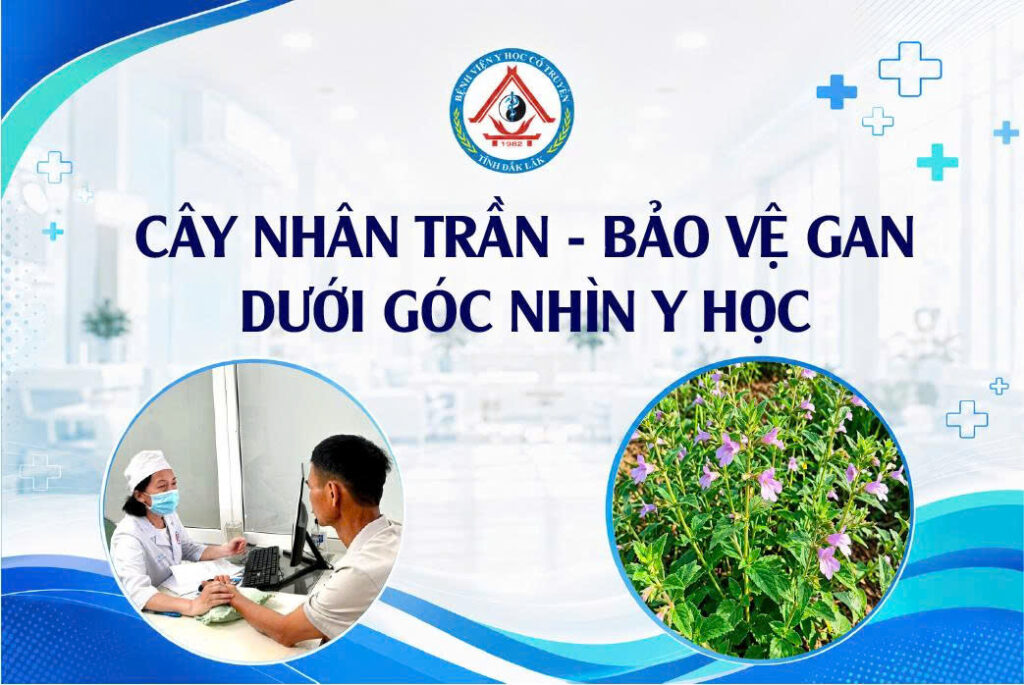 CÂY NHÂN TRẦN – BẢO VỆ GAN DƯỚI GÓC NHÌN Y HỌC